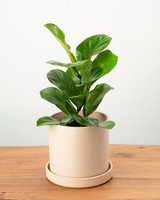 Bambino Fiddle Leaf Fig