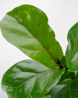 Bambino Fiddle Leaf Fig