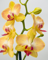 Triple Pack Phalaenopsis Orchids