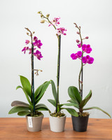 Triple Pack Phalaenopsis Orchids