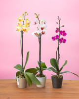 Triple Pack Phalaenopsis Orchids