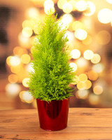 Lemon Cypress Tabletop Christmas Tree