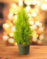 Lemon Cypress Tabletop Christmas Tree