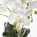 Faux White Phalaenopsis in Glass Pedestal Jar