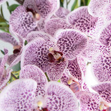 Faux Purple Phalaenopsis with Twigs and Greens in Glass Cylinder