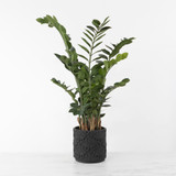 Faux Zamia in Carved Cement Cylinder
