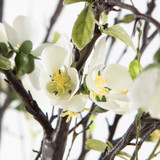 Faux White Quince Blossom Stems with Twigs in Glass Vase