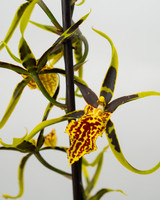 Spider Brassia Orchid