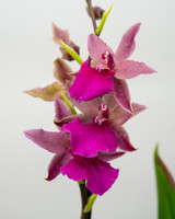 Dancing Lady Odontoglossum Orchid