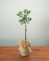 Mini Olive Tree