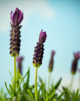 Lavender Primavera