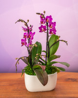 Darling Duo Phalaenopsis Orchid