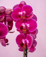 Spring Blossom Phalaenopsis Orchid