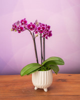 Phalaenopsis Mini