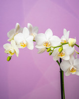 Phalaenopsis Mini