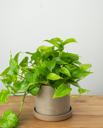 Golden Pothos