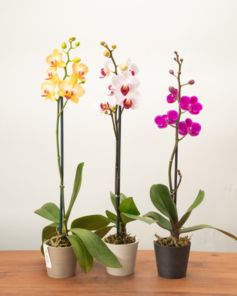 Triple Pack Phalaenopsis Orchids