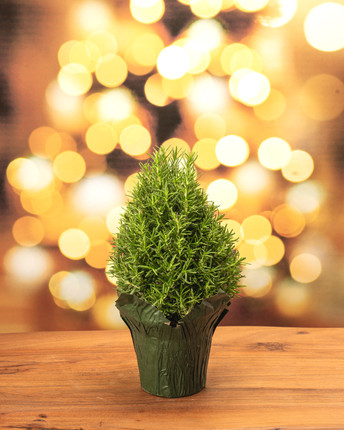 Rosemary Tabletop Christmas Tree