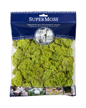 Reindeer Moss - Chartruse