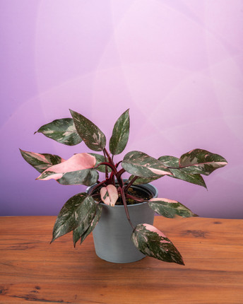 Philodendron Pink Princess