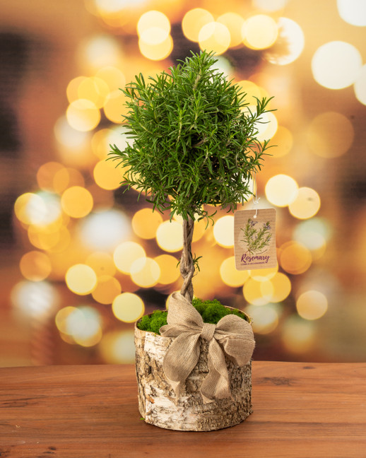Make a Lollipop Topiary as a Centerpiece for Your Next Party!