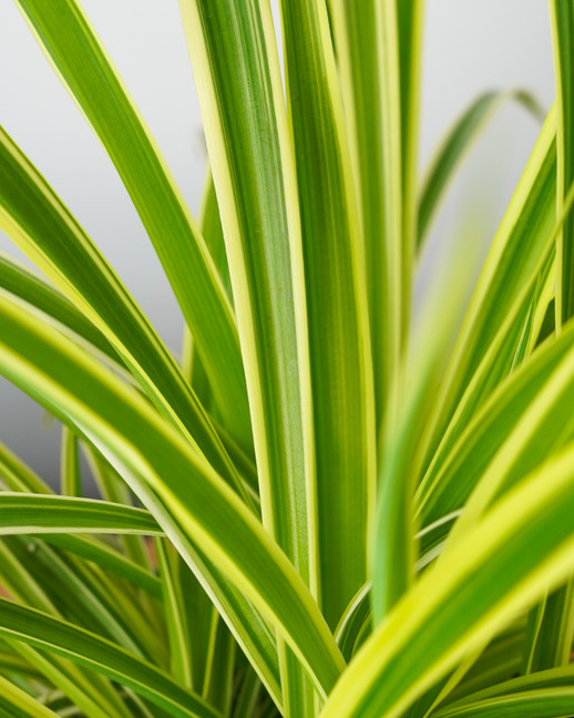 Reverse Spider Plant