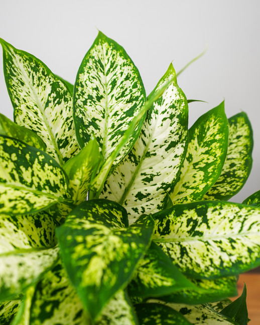 Compact Dieffenbachia