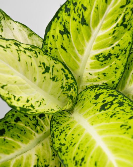 Amy Dieffenbachia