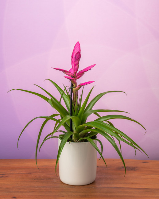 Bromeliad Antonio Pink