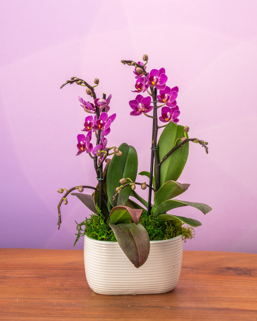 Darling Duo Phalaenopsis Orchid