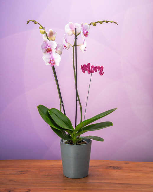 Double Spike Phalaenopsis Orchid