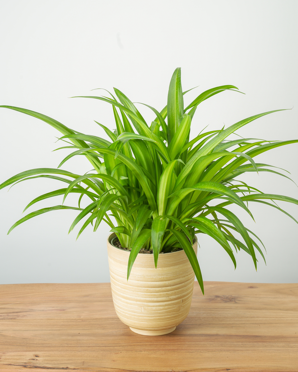 Chlorophytum Hawaiian Spider Plant ( Green Variegated ) – In Succulent Love