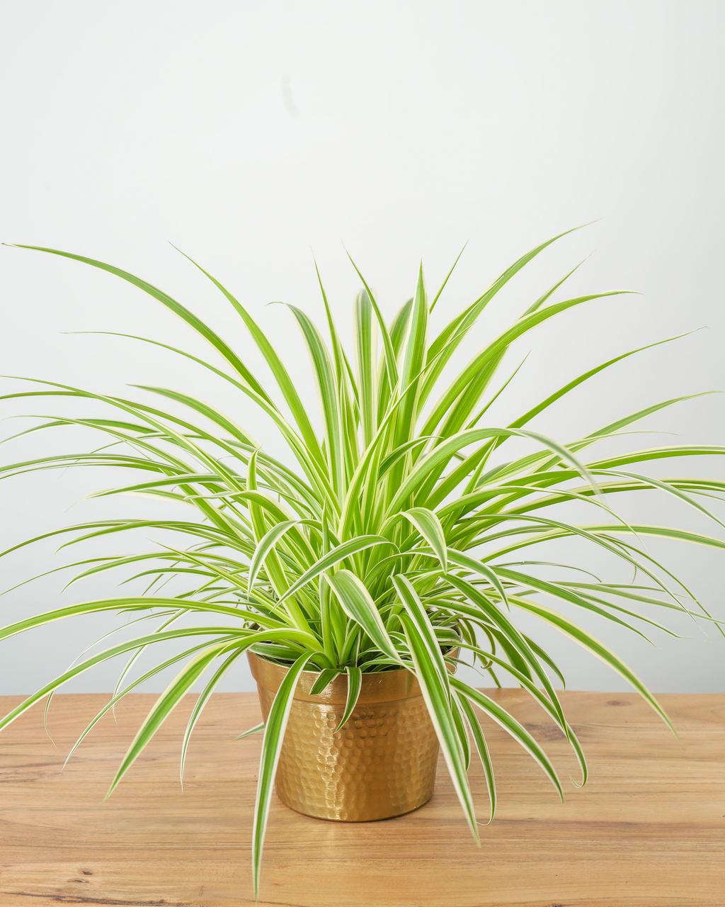 Large Spider Plant 'Reverse' (Chlorophytum comosum)