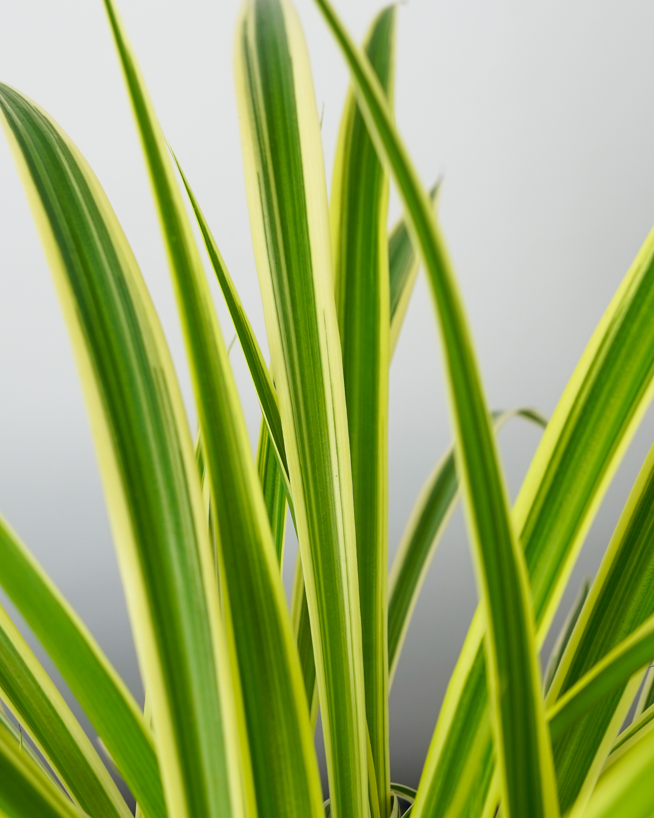 Chlorophytum comosum, Variegated Spider Plant