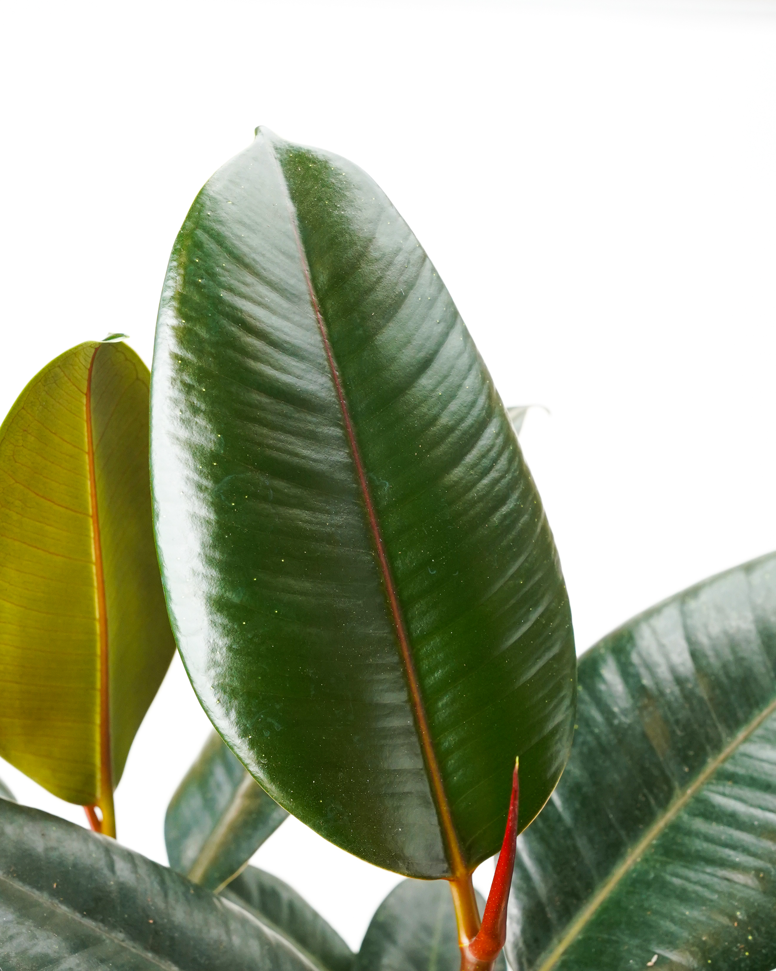 2' Rubber Tree Plant LG | Bloomscape | Burgundy Rubber Tree | Low Maintenance Plants Indoors | Plant Delivery | Ficus Elastica Burgundy