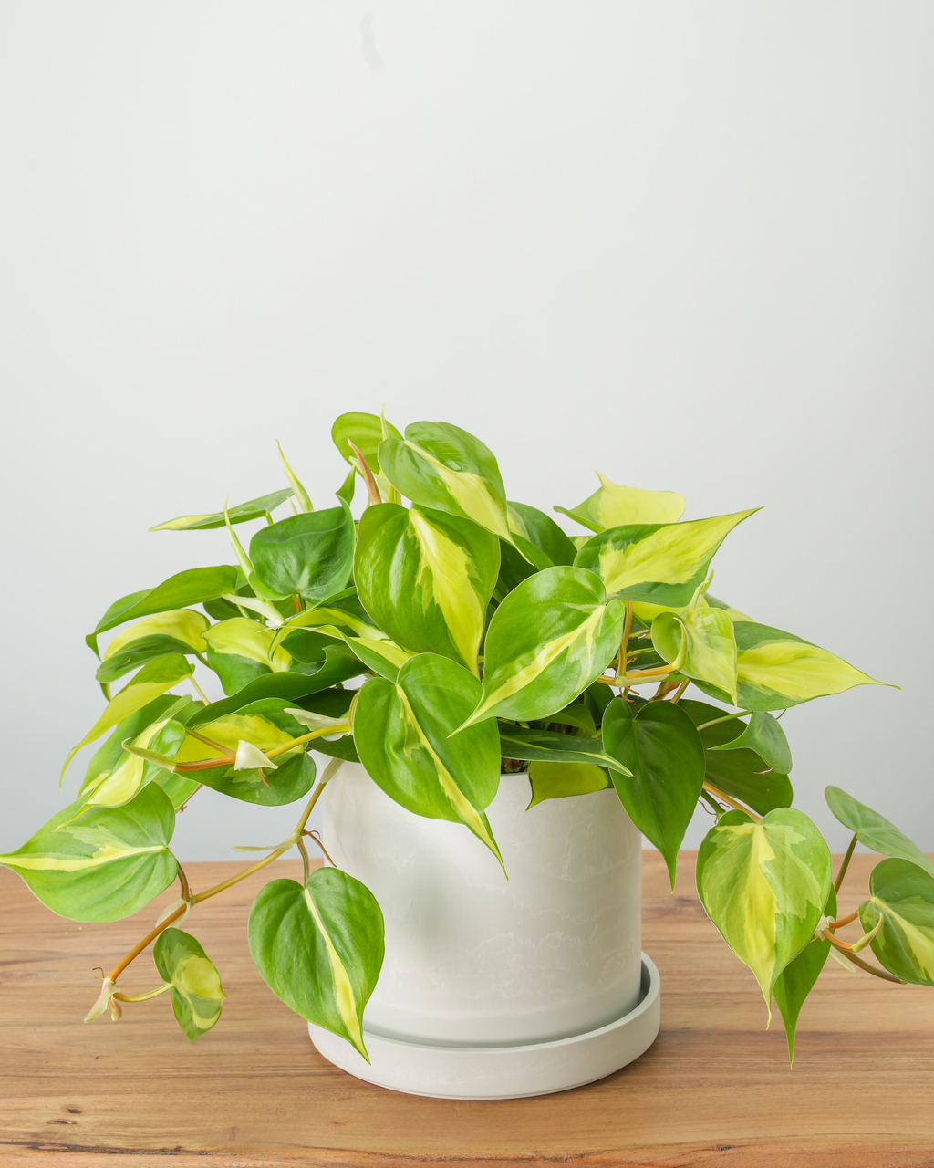 Philodendron Brasil