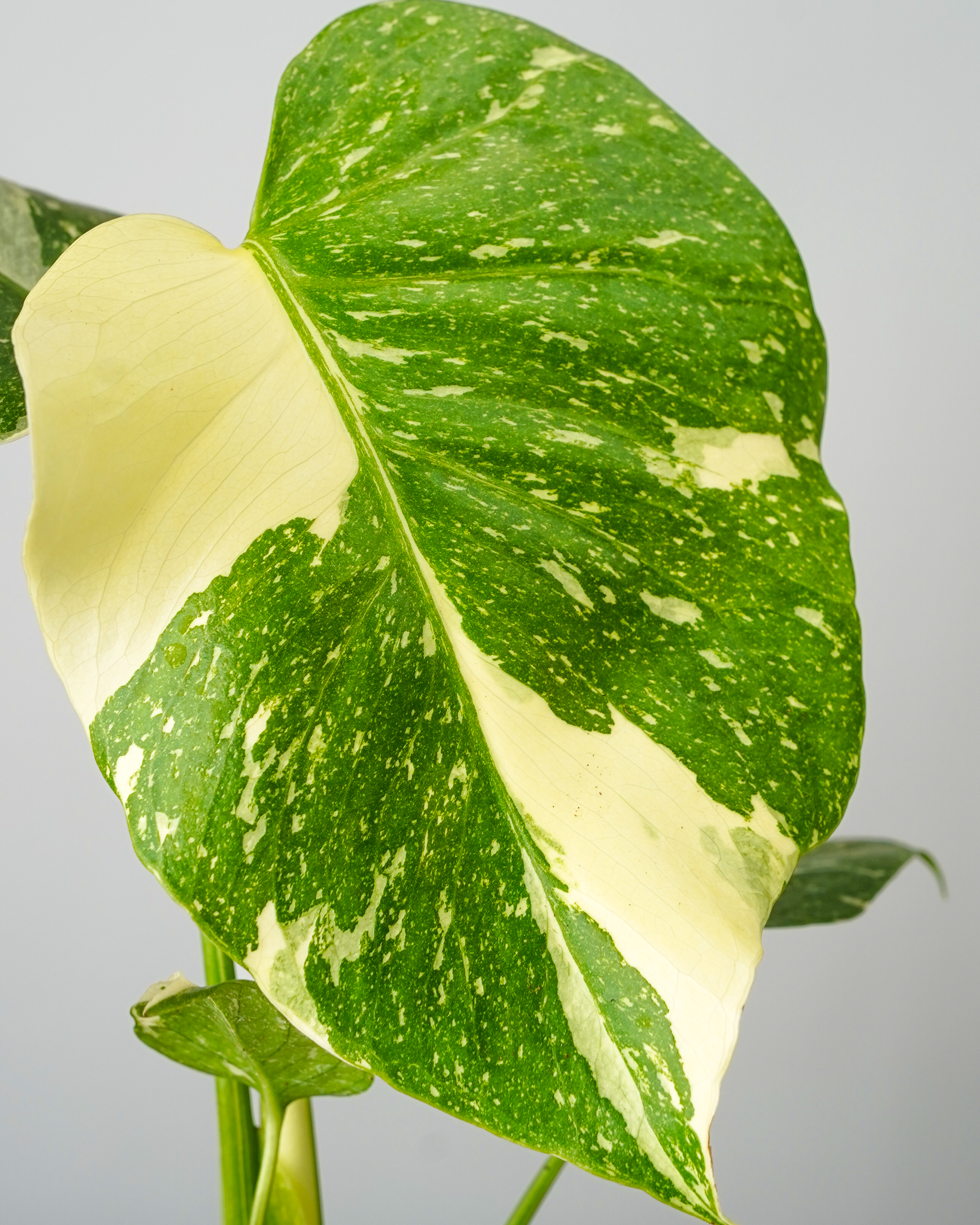 Monstera Thai Constellation - Medium Variegation - 4 Pot