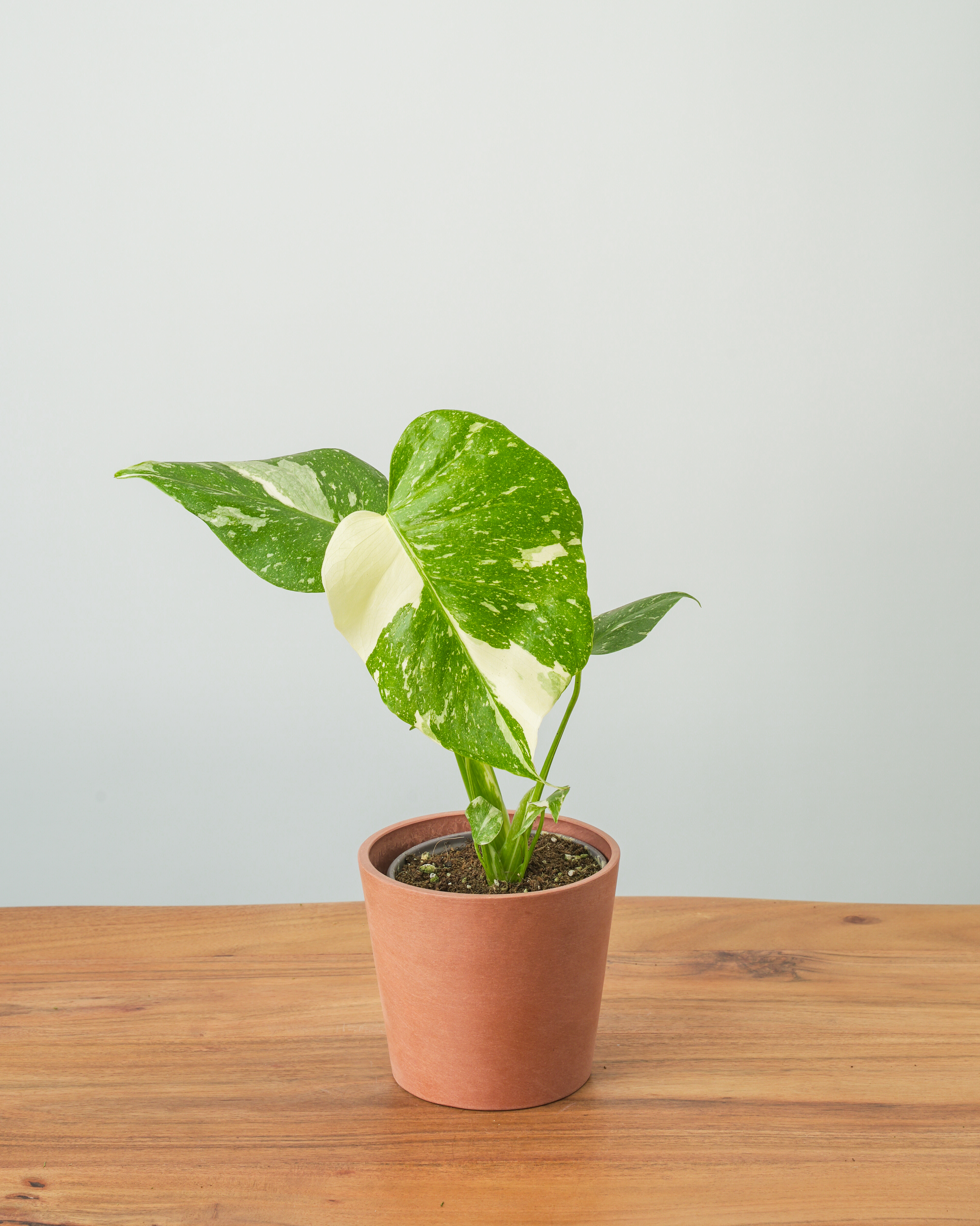 Monstera Thai Constellation - Mid to High Variegation - 4 Pot