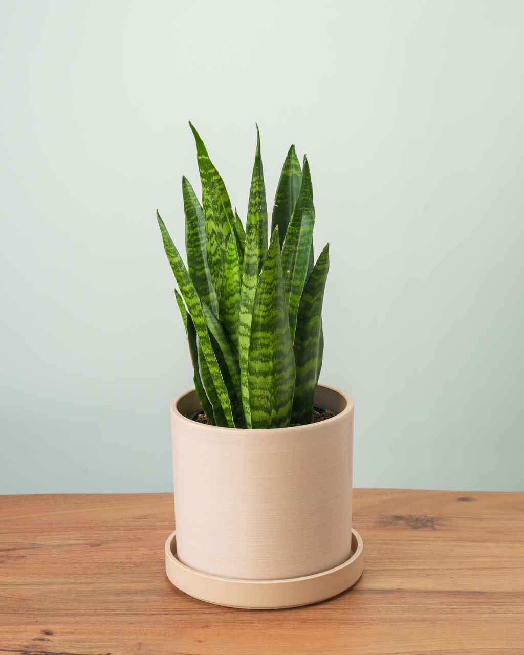 DIY Artificial Snake Plant  How to make Indoor Plant 