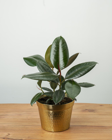 Buy Potted Burgundy Rubber Tree Indoor Plant