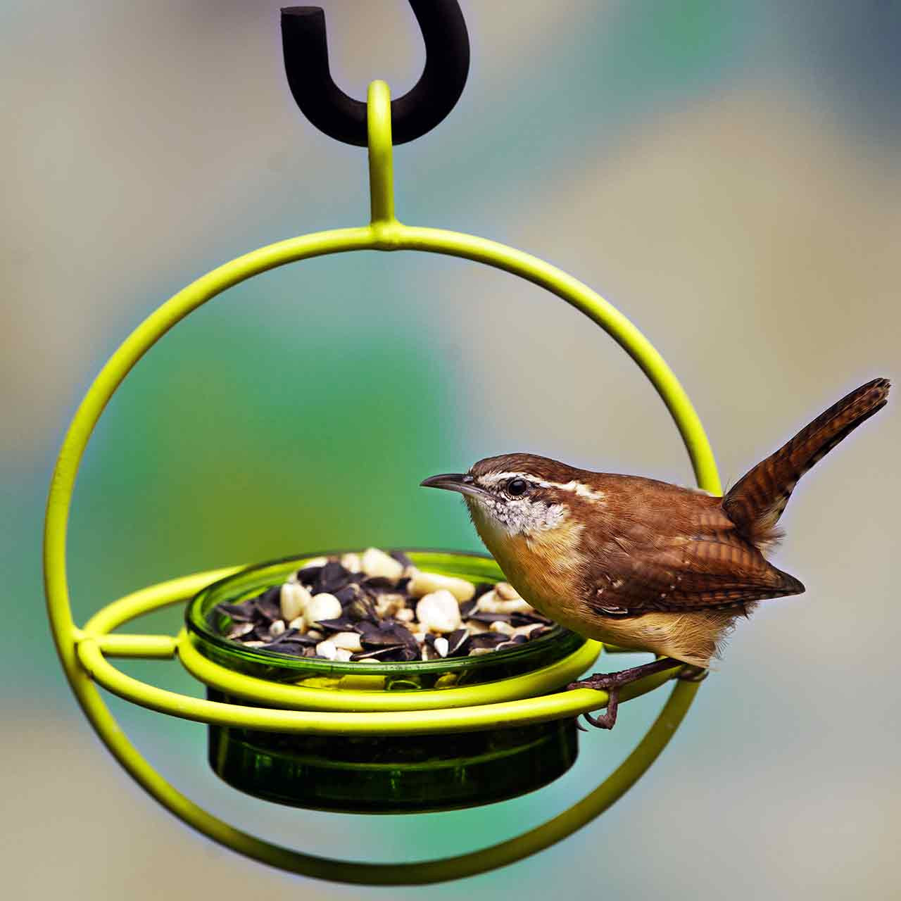 Hummble Bold Bird Feeder | Mosaic Birds