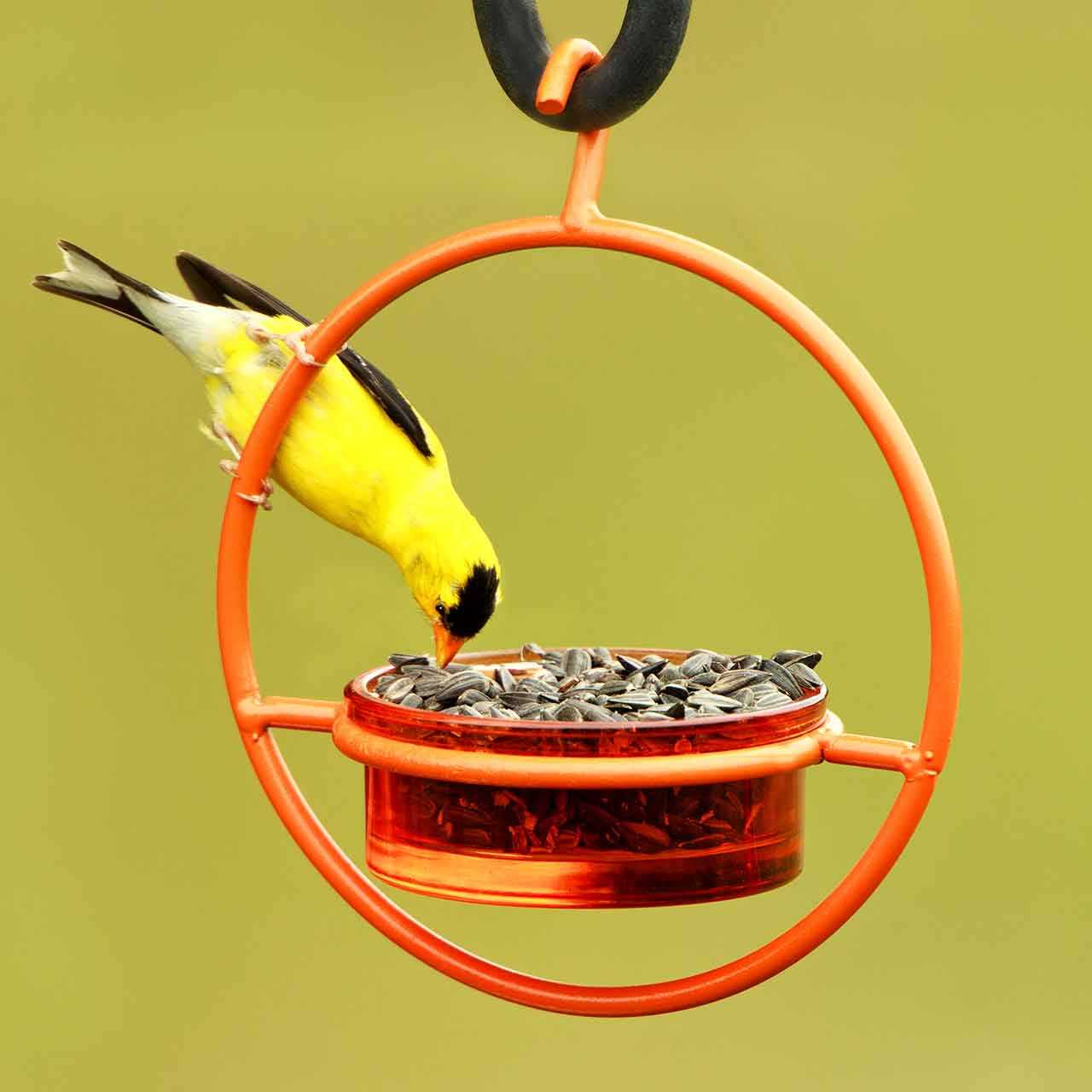 ハミングバードページ Hummble Bold Bird Feeder | Mosaic Birds