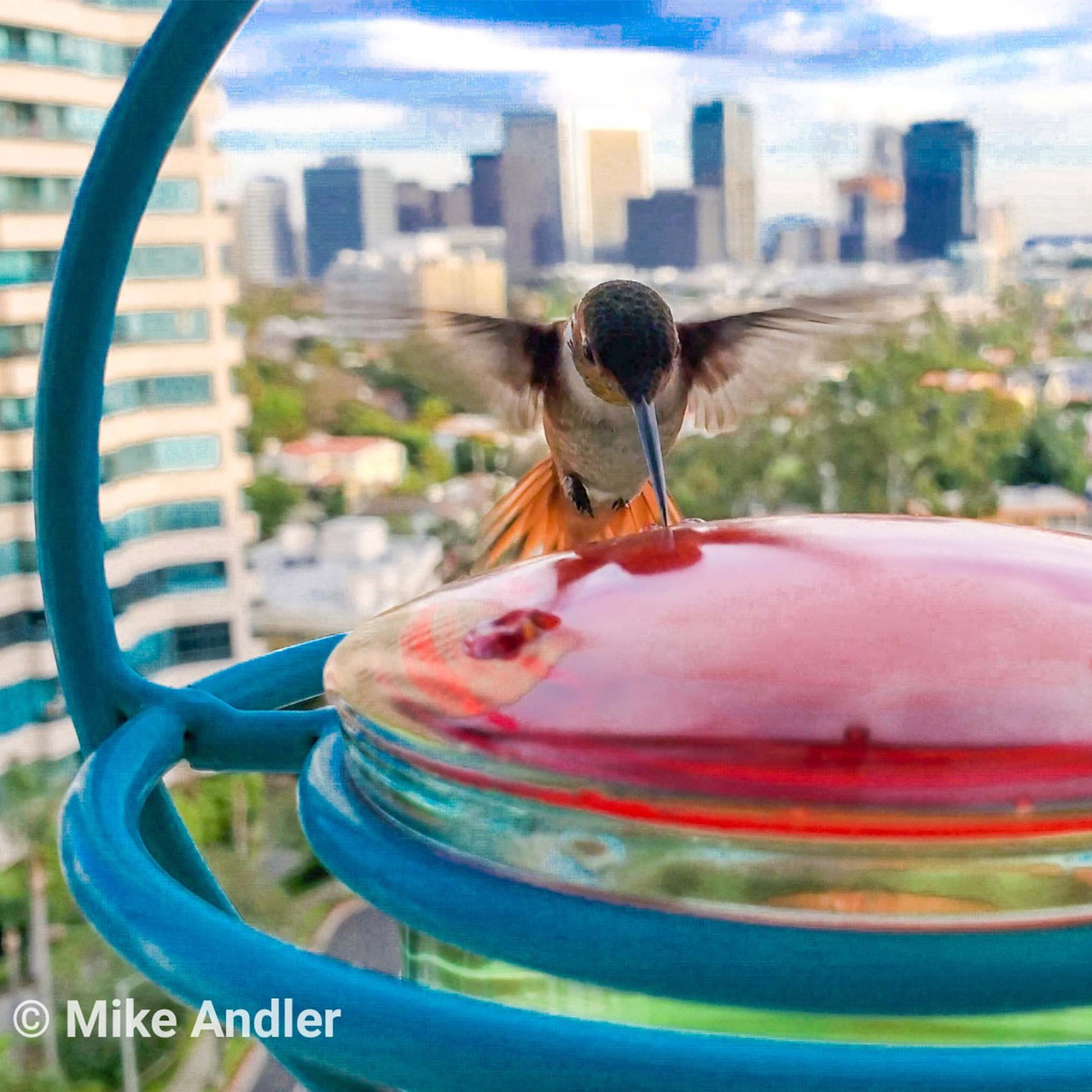 Hummble Bold Hummingbird Feeder | Mosaic Birds