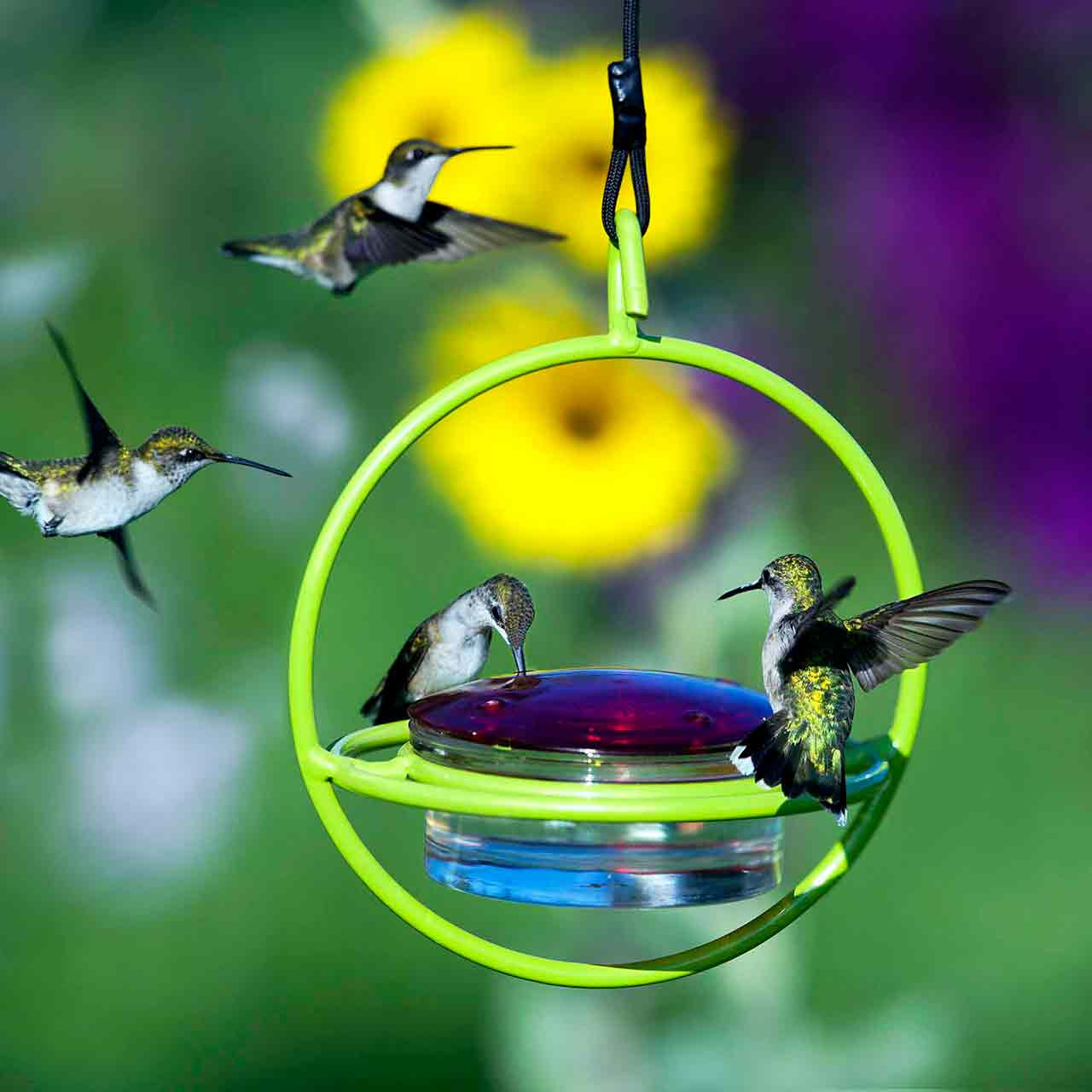 Hummble Bold Hummingbird Feeder | Mosaic Birds