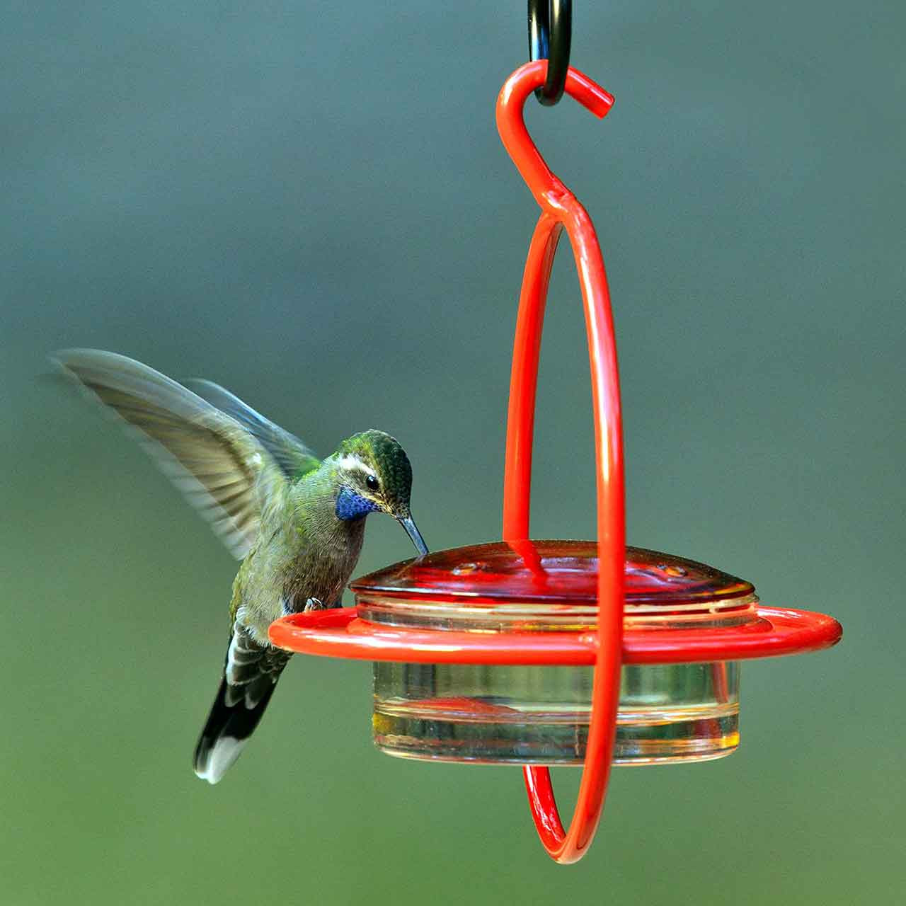 Hummble Bold Hummingbird Feeder | Mosaic Birds