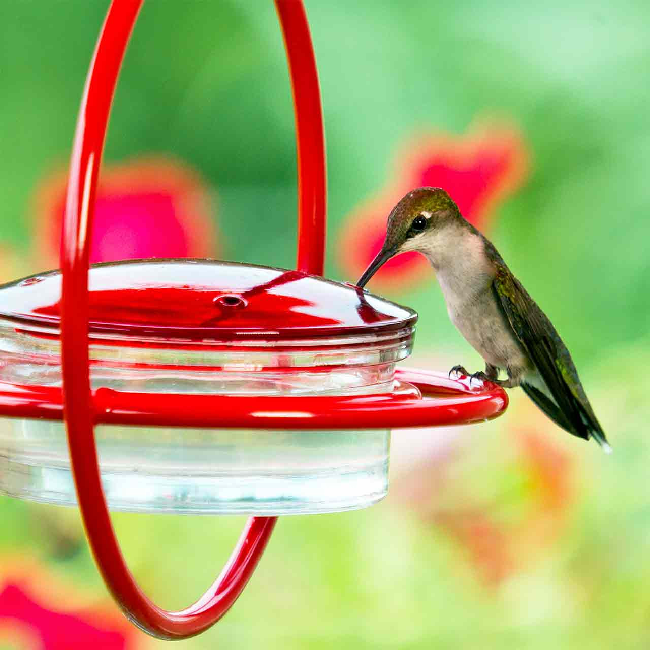 Hummble Bold Hummingbird Feeder | Mosaic Birds