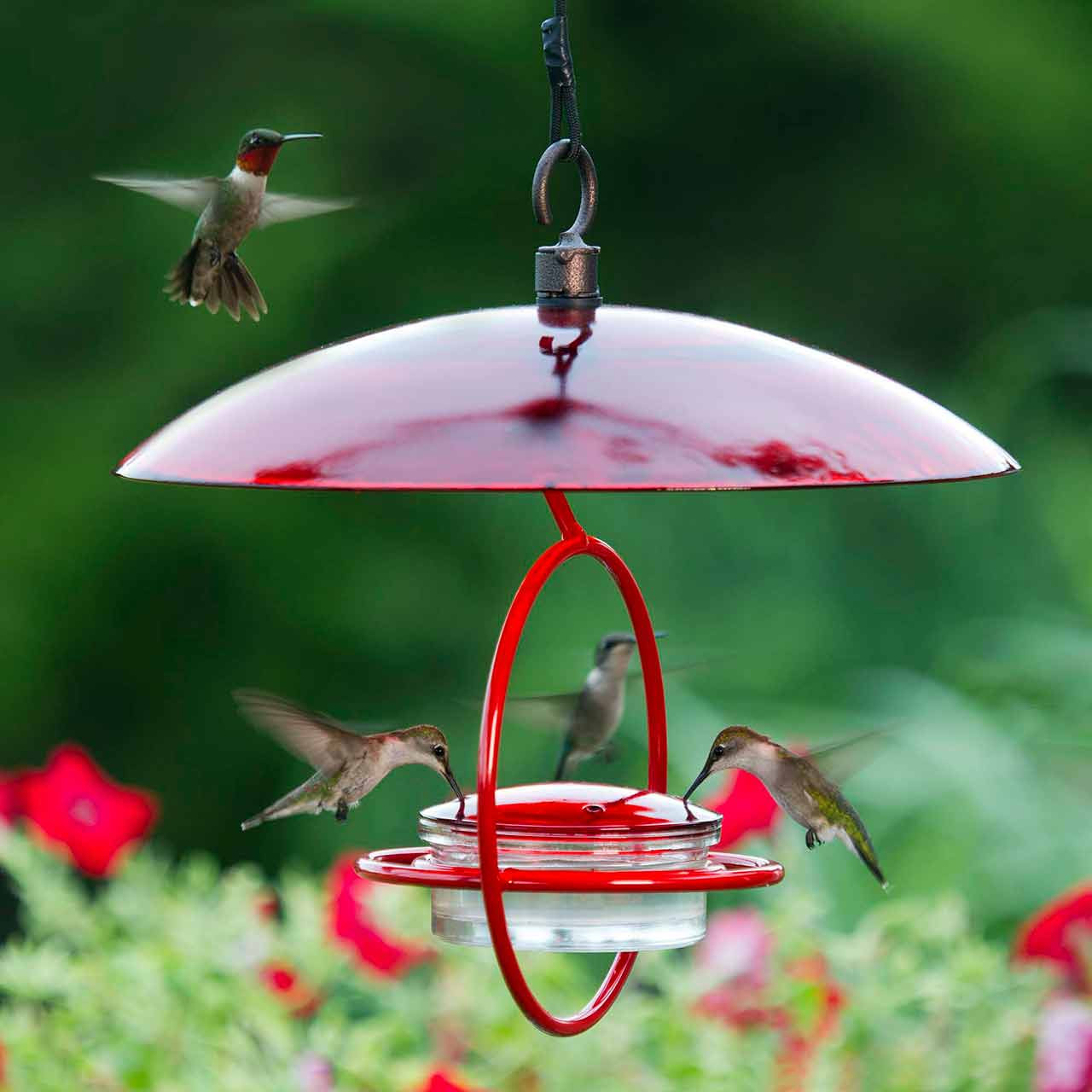 Hummble Bold Hummingbird Feeder | Mosaic Birds