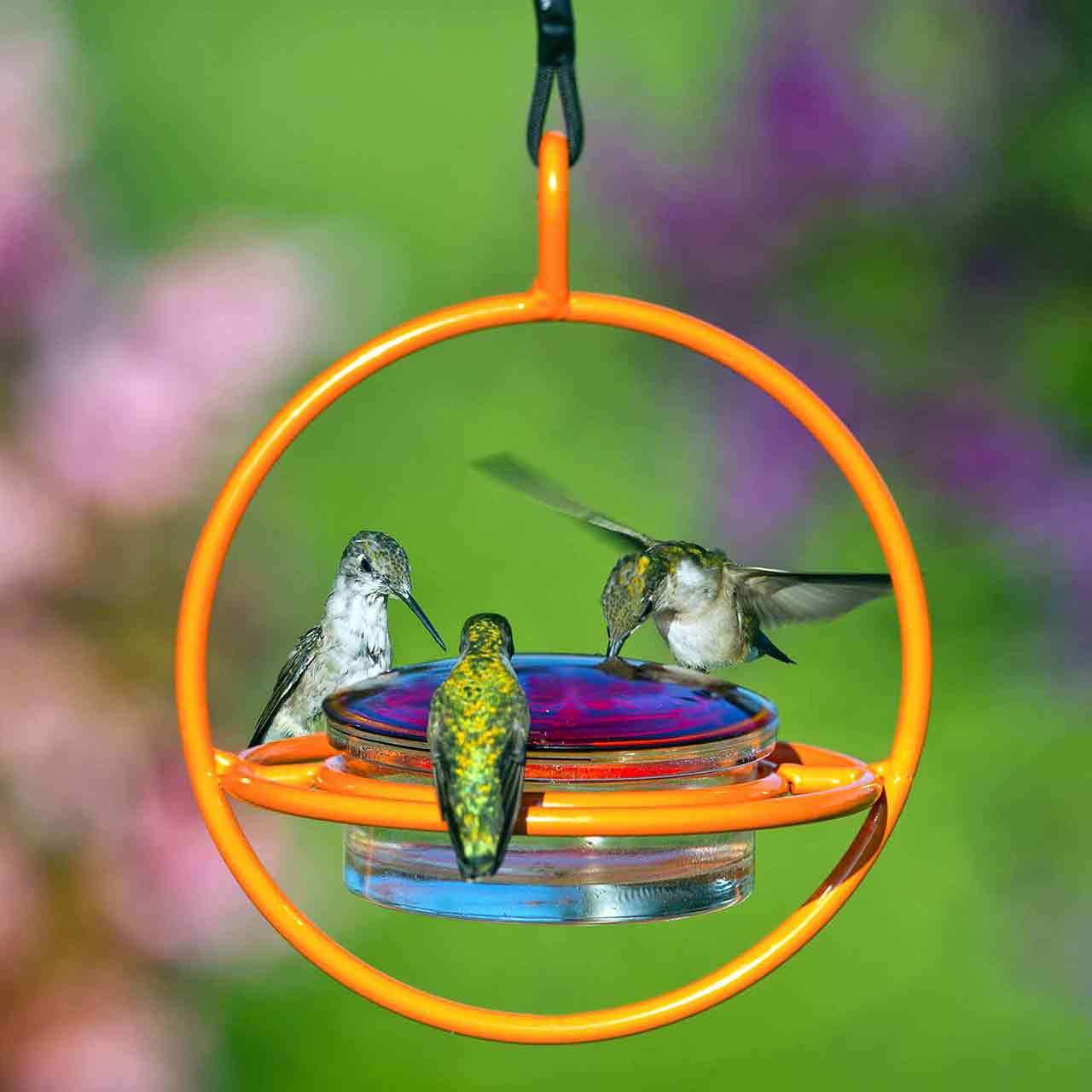 Hummble Bold Hummingbird Feeder | Mosaic Birds