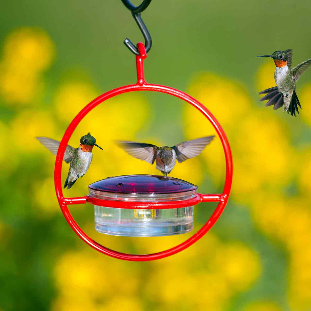 Hummble Bold Hummingbird Feeder | Mosaic Birds