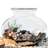 Find out why terrariums are trending hot and enjoy!